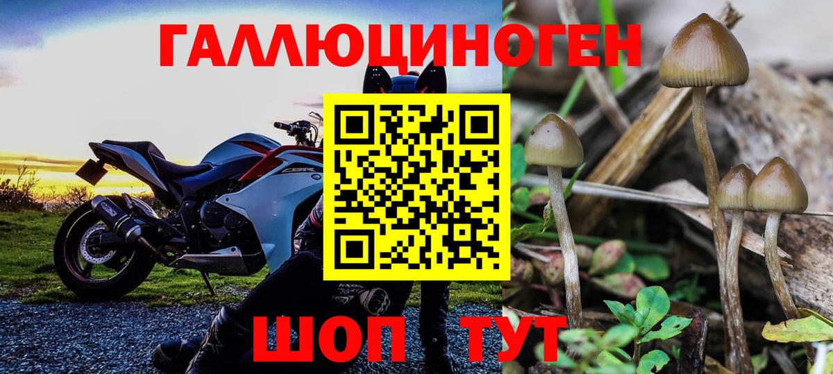 Каменка  хочу   Вход с VPN  Псилоцибиновые грибы MAGIC MUSHROOMS 